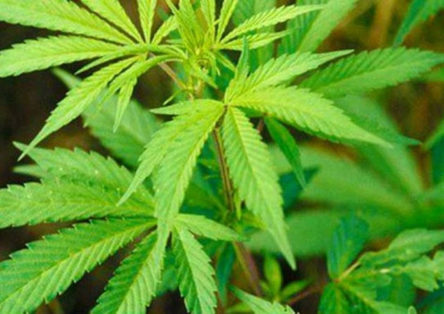 Αναζητείται για καλλιέργεια χασίς