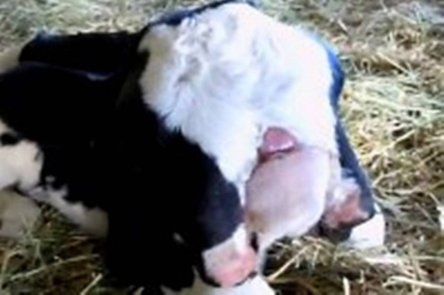 Γεννήθηκε «εξωγήινο» μοσχαράκι