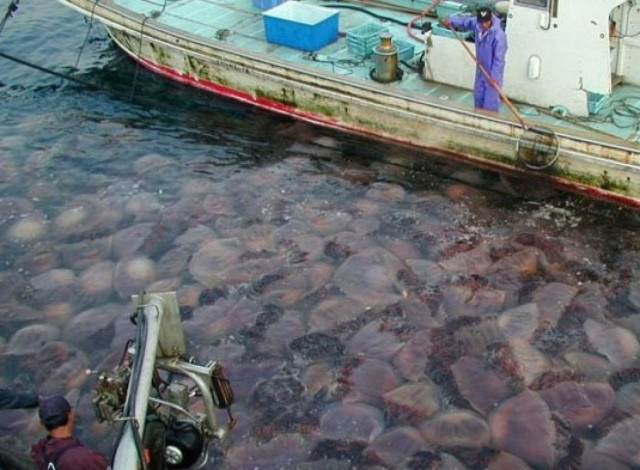 Οι μέδουσες «σκέπασαν» τον Αμβρακικό Κόλπο