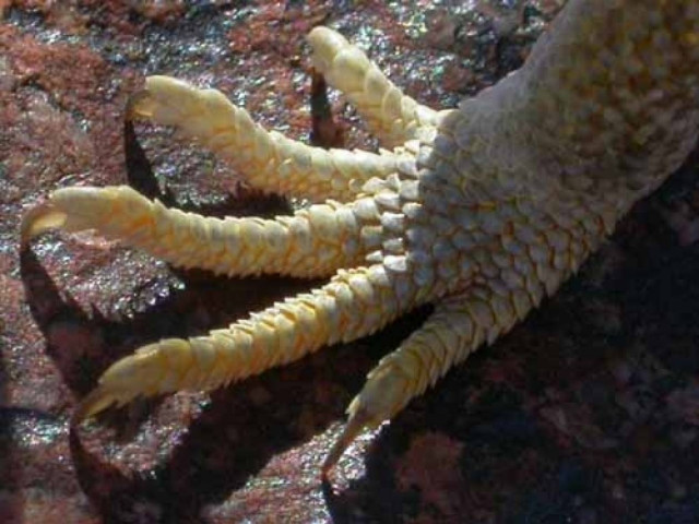 Ρομπότ που αναρριχάται σαν τη σαύρα…