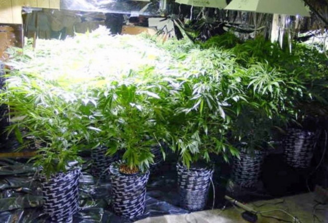 Έκρυβαν το χασίς στο σπίτι τους