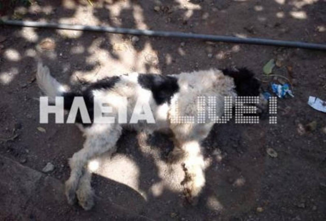 Νέο σοκαριστικό περιστατικό δηλητηρίασης σκυλιών!