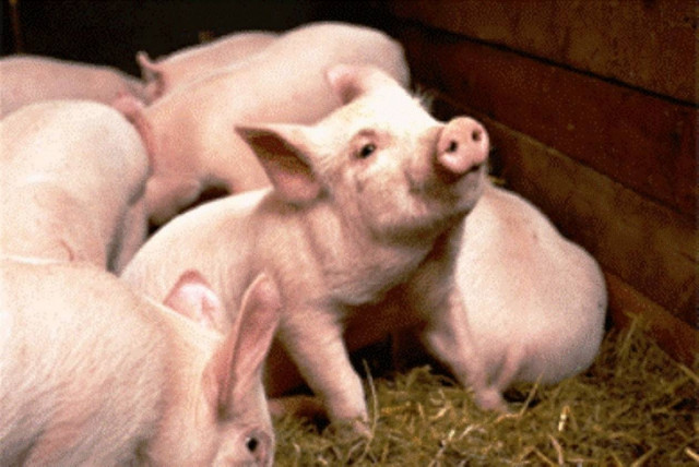 Καταδίκες σε ιδιοκτήτες χοιροστασίων για ρύπανση