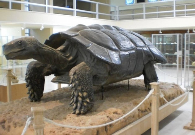 Ανοιχτό τις Κυριακές το Μουσείο Παλαιοντολογίας