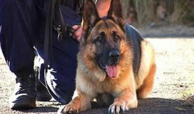 Μετέφερε με αυτοκίνητο 31 κιλά ναρκωτικών