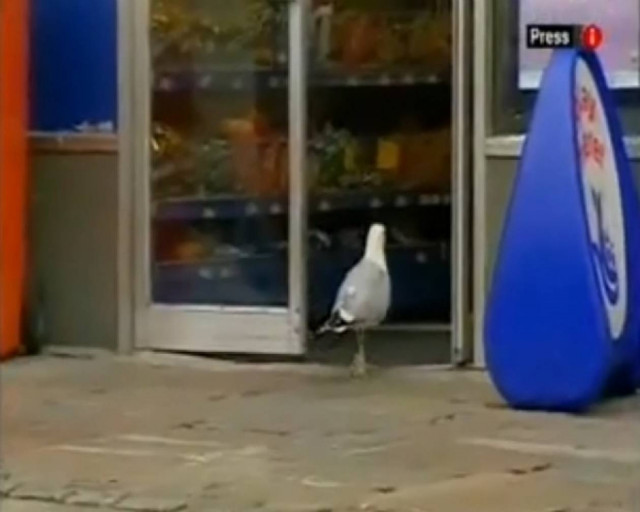 Όταν τα ζώα κλέβουν!