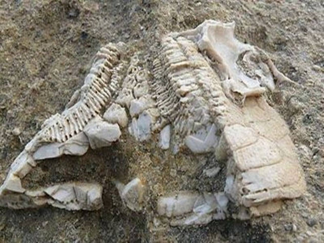 Απολίθωμα πέντε εκατομμυρίων ετών