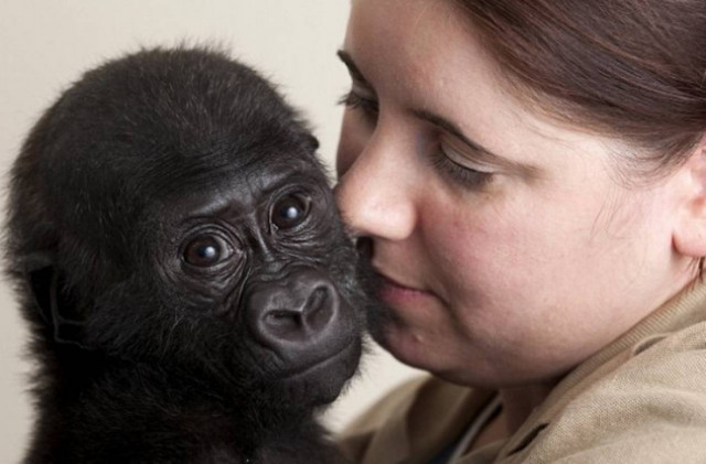 «Παρένθετη» μητέρα σε γοριλάκι