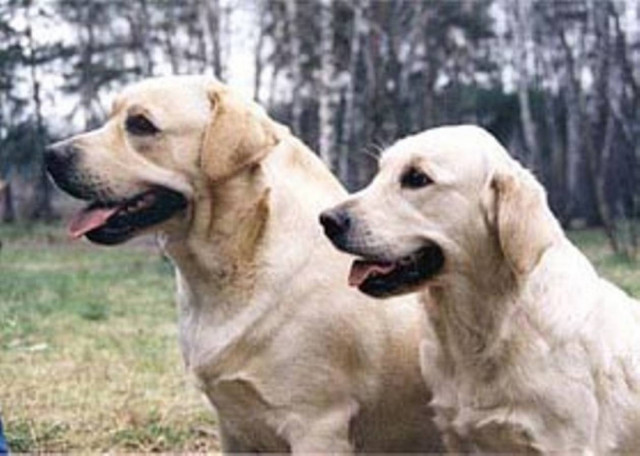 Έθαψε το σκύλο του ζωντανό!