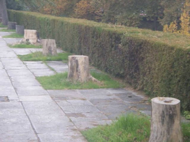 Περίεργη αποψίλωση δέντρων στα Τρίκαλα