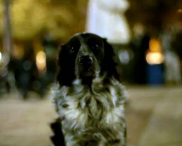 Oι Αγανακτισμένοι εξέλεξαν εκπρόσωπο τους έναν σκύλο!