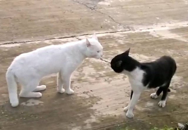 H γάτα...κόμπρα