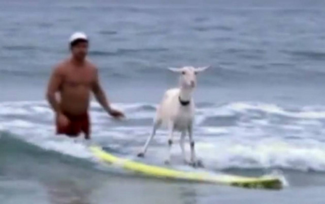 Κατσίκα.. σέρφερ!