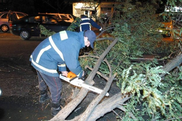 Προβλήματα στο οδικό δίκτυο λόγω... δέντρων