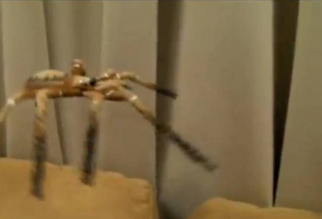 Η καλύτερη πλάκα με αράχνη