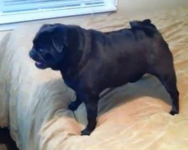 Το σκυλάκι που μισεί το iPhone!