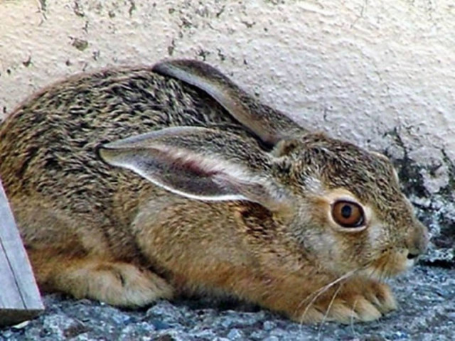 Λήμνος: Απαγορεύτηκε η κατανάλωση αγριοκούνελων