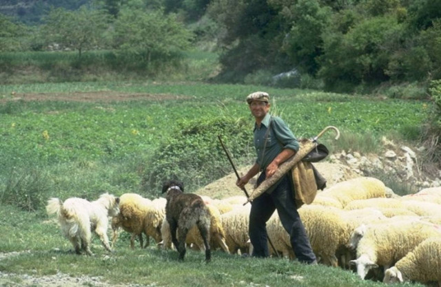 Τραγικό τέλος για βοσκό στα Χανιά