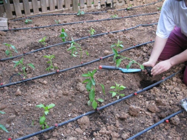 Την έκλεψαν ενώ ήταν στο κήπο!