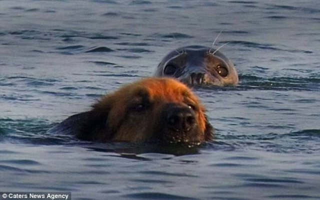 Φώκια κάνει μπάνιο μαζί με δυο σκύλους