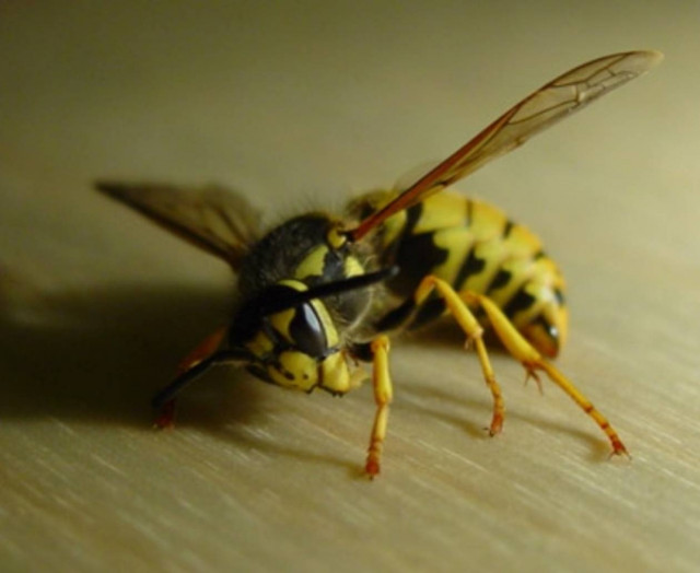 Νεκρός 71χρονος από τσίμπημα μέλισσας