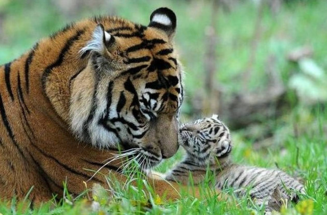Η πρώτη  βόλτα στον έξω κόσμο