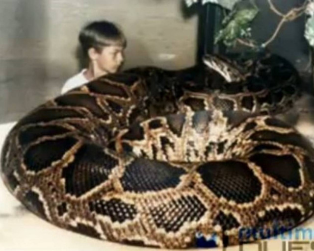 Τα μεγαλύτερα φίδια με τα περισσότερα views στο YouTube