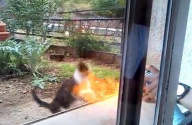 Πυρπόλησαν γάτα και το ανέβασαν στο Facebook