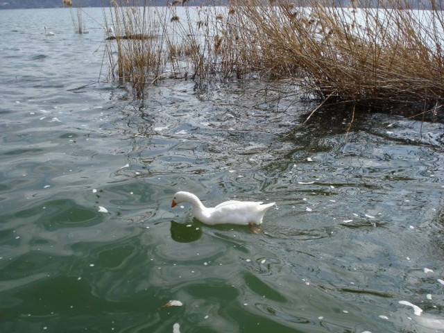ΣΟΚ! Μόλυνση στα νερά της Ν. Θεσσαλίας από ψεκαστικά μηχανήματα
