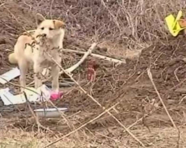 Ο σκύλος που έχει συγκινήσει όλο τον πλανήτη!