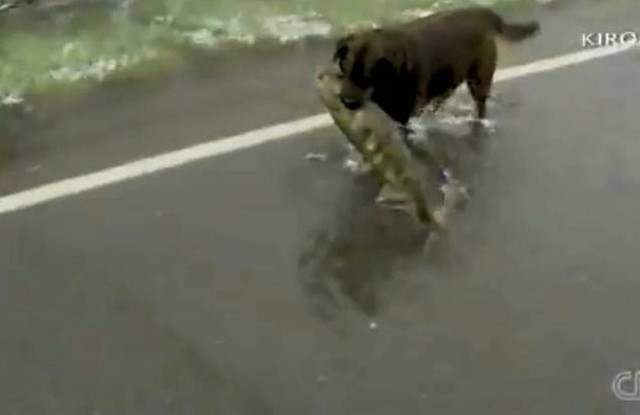 Σκύλος ψαρεύει  σολομούς