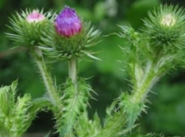 Βραβείο - γαϊδουράγκαθο στην Bild για την πώληση των ελληνικών νησιών!