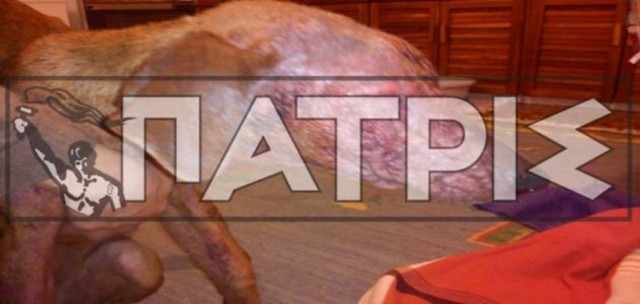 Σοκ! Άφησαν δυο σκυλάκια να «λιώσουν»