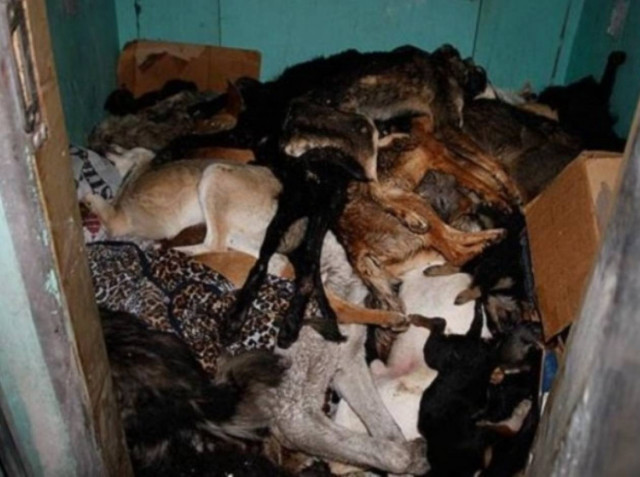 Έκκληση να σταματήσει η θανάτωση αδέσποτων στην Ουκρανία