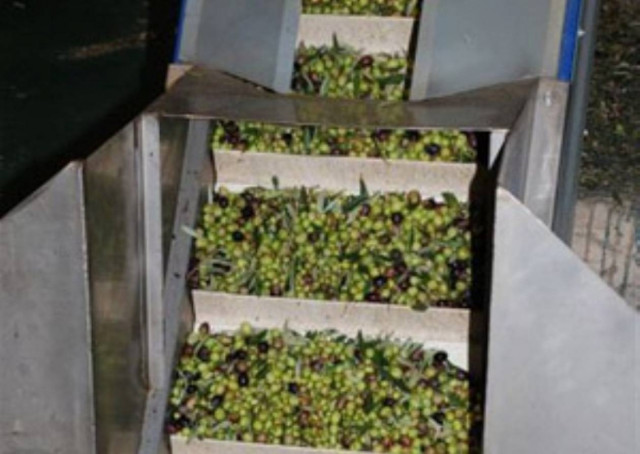 Aξιοποίησιμα τα απόβλητα των ελαιοτριβείων