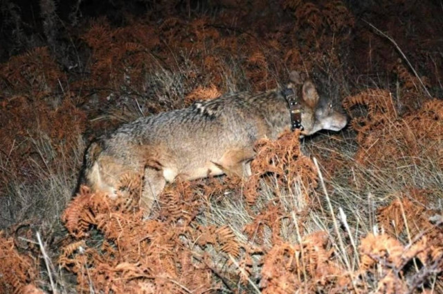 O Λύκος φόρεσε κολάρο…