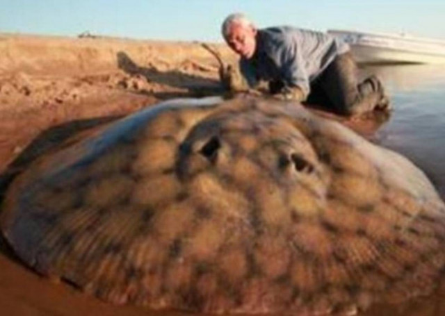 Ψάρεψε σαλάχι 127 κιλών