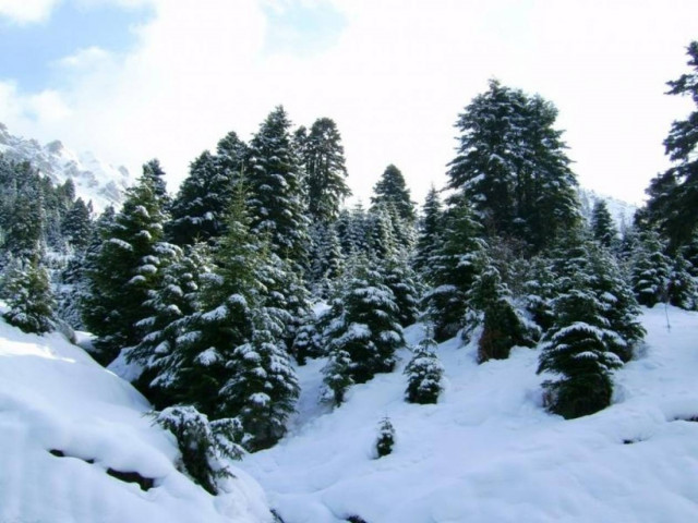 Χριστουγεννιάτικα δέντρα τέλος...