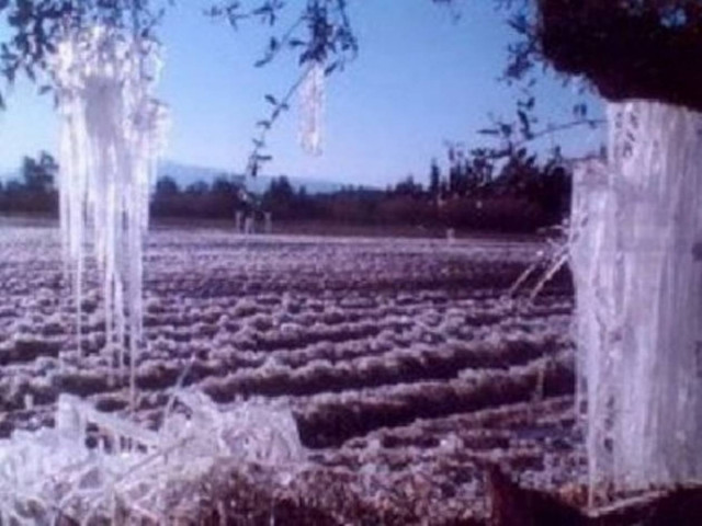 Κρήτη: Καταστροφή της ελαιοπαραγωγής από τον παγετό