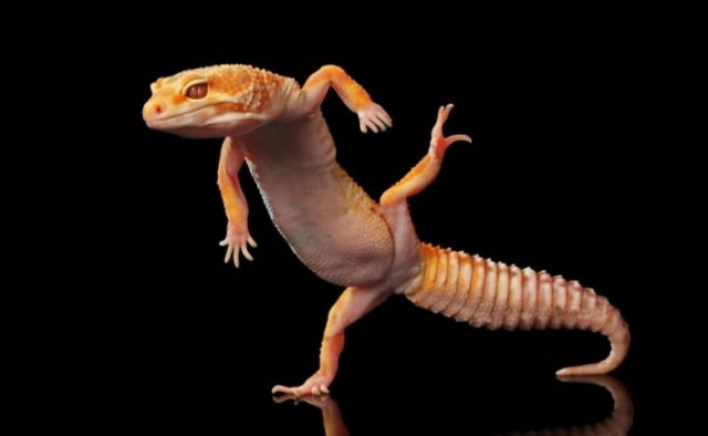 Σαύρες χορεύουν ντίσκο