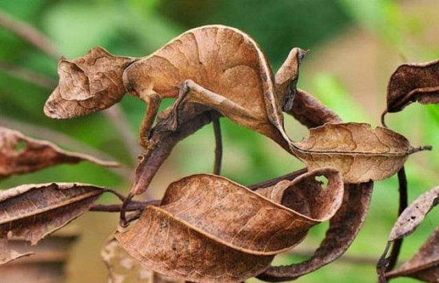 Η τέχνη του καμουφλάζ σε πλήρη εφαρμογή