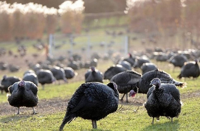 Ζουν τη χλιδή λίγο πριν το θάνατο