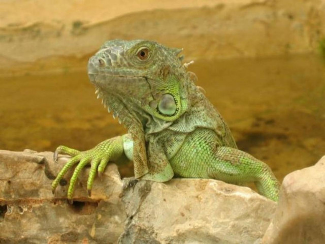 Ιγκουάνα έκανε βόλτα στην Εθνική οδό!