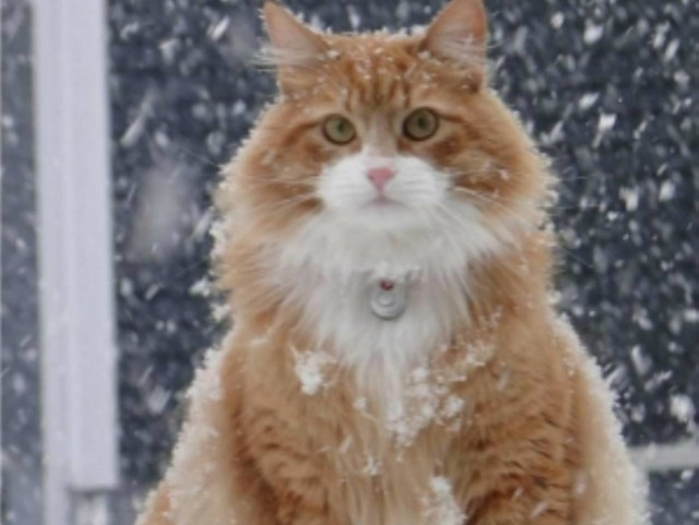 Όταν τα γατάκια παίζουν με το χιόνι