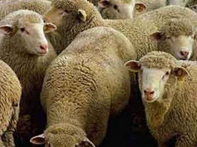 Στραγγάλισε πρόβατο για να το φάει!