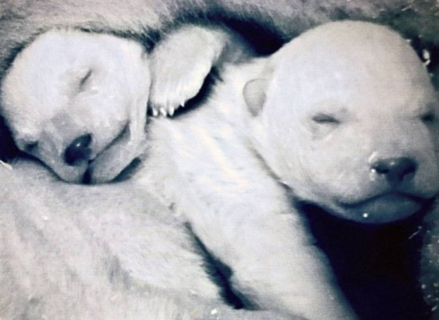 Το BBC εξαπάτησε 8 εκατομμύρια τηλεθεατές