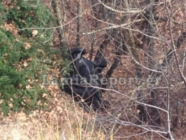 Έπεσε σε γκρεμό και βγήκε ζωντανός!