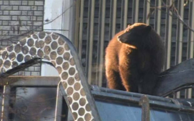 Αρκούδα πήγε βόλτα με σκουπιδιάρικο!