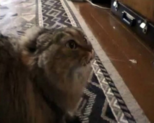 Το «ΟΧΙ» ενός γάτου έχει τρελάνει το You Tube!