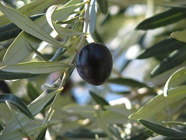 Ηλικιωμένος έκλεβε ελιές!